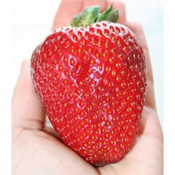 Süper Paket Dev Çilek Tohumu Yediveren Çillek 145 Tohum+Hediye To ürün görseli 1