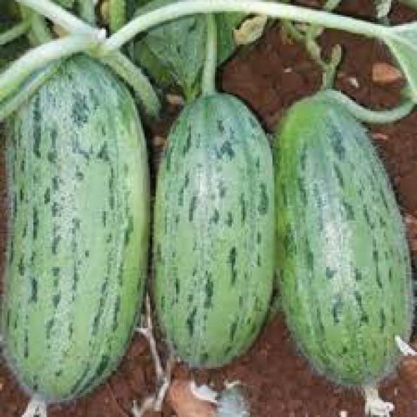 Süper Paket Acur Tohumu Badem Acur Tohumu 250 Tohum+Hediye Tohum ürün görseli 1