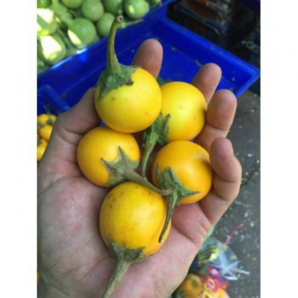 Thayland Nadir Minyatür Sarı Patlıcan Tohumu 5 Tohum +Hediye Tohu - Resim 2