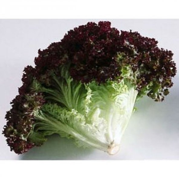 Süper paket Kıvırcık Kara Marul Tohumu 1500 Tohum+Hediye Tohum ürün görseli