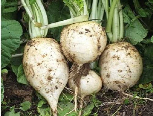 Topak İthal Beyaz Turp Tohumu 50 Tohum +Spriz Hediye Tohum - 3