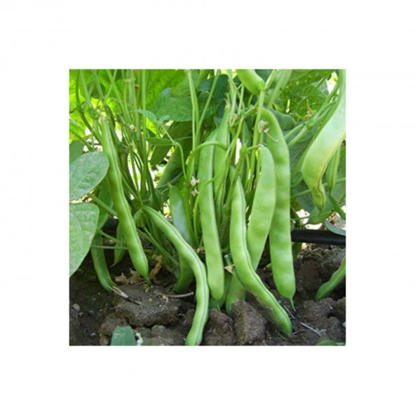 Magnumax Demir Fasulye Tohumu 15 Tohum + Spriz Hediye Tohum - Resim 2