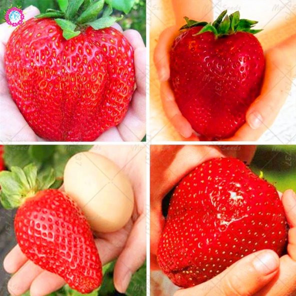 Süper Paket Dev Çilek Tohumu Yediveren Çillek 145 Tohum+Hediye To - Resim 2