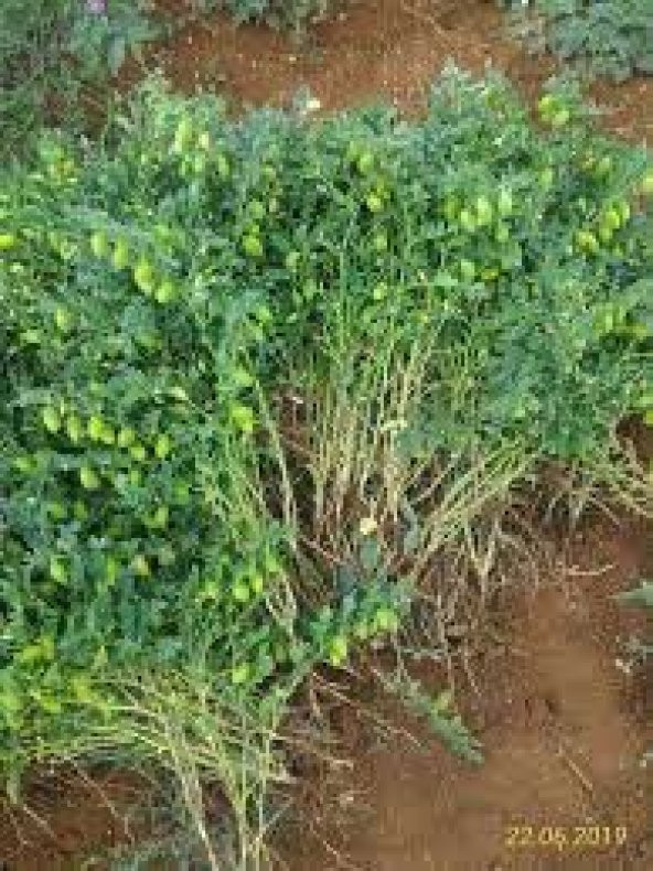 Nohut Tohumu Yerli Nohut Tohumu 25 Tohum + Hediye Tohum - Resim 2