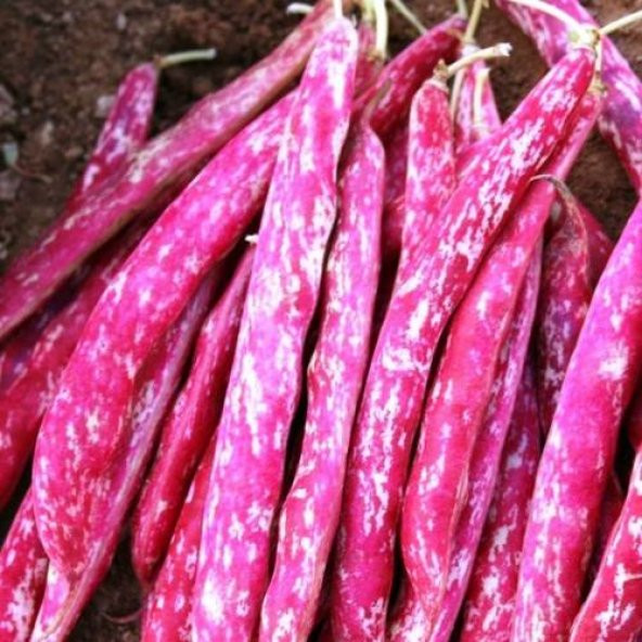 Barbunya Tohumu Sırık Fasulye Tohumu 15 Tohum +Spriz Hediye Tohum - Resim 3