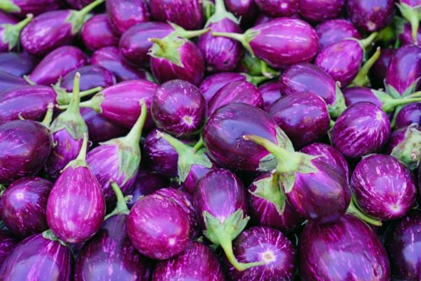 Süper Paket Adana Topak Patlıcan Tohumu 400 Tohum+Hediye Tohum - Resim 2