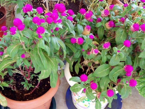 Hanım Düğmesi Çiçeği Tohumu Çiçek Tohumu 5 Tohum +Hediye Tohum - Resim 2