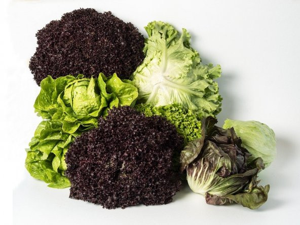 Süper paket Kıvırcık Kara Marul Tohumu 1500 Tohum+Hediye Tohum - Resim 2