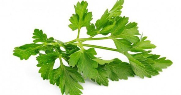 Süper paket Geniş Yapraklı Maydonoz Tohumu 5000 Tohum+Hediye Tohu - Resim 2