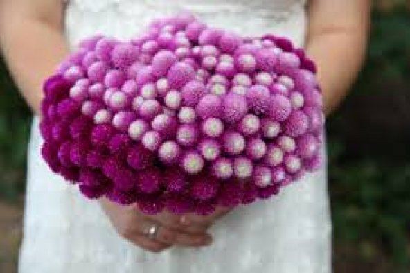 Hanım Düğmesi Çiçeği Tohumu Çiçek Tohumu 5 Tohum +Hediye Tohum - Resim 3