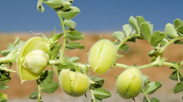 Nohut Tohumu Yerli Nohut Tohumu 25 Tohum + Hediye Tohum - Resim 3