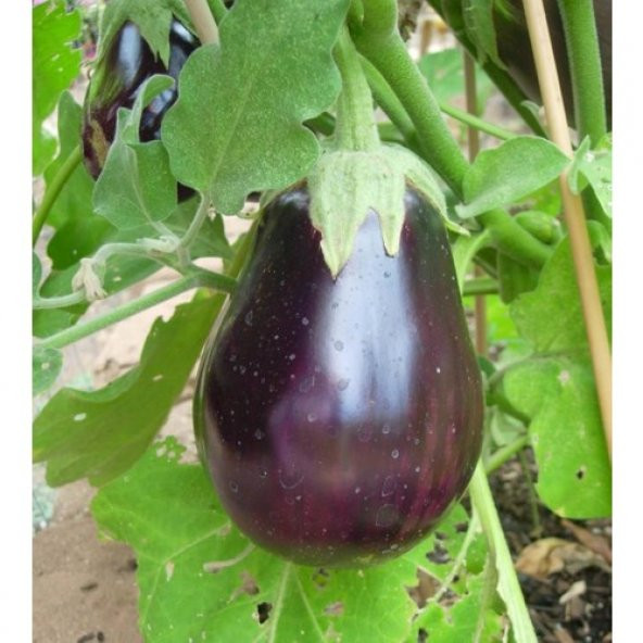 Süper Paket Adana Topak Patlıcan Tohumu 400 Tohum+Hediye Tohum - Resim 3