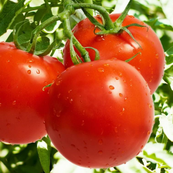 Falcon Domates Tohumu Bol Verim Domates Tohumu 25 Tohum+Hediye To - Resim 3