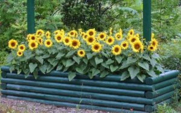 Süs Ayçiçeği Tohumu Çiçek Tohumu 5 Adet Tohum+Hediye Tohum - 3