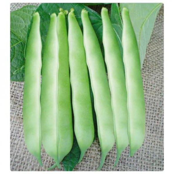 Magnumax Demir Fasulye Tohumu 15 Tohum + Spriz Hediye Tohum - Resim 3