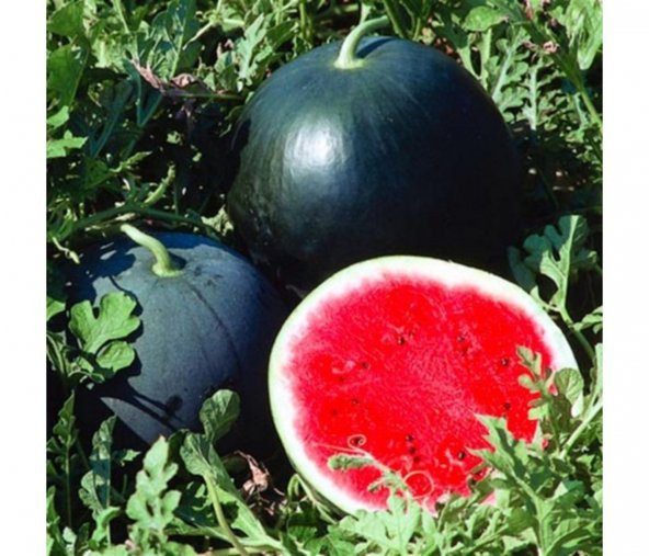 Süper Paket Siyah Washıngton Karpuz Tohumu 150 Tohumu+ Hediye Toh - Resim 2