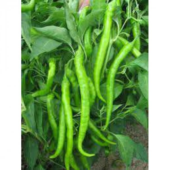 Sivri Tatlı Sonradan Acılaşan Demre Biber Tohum 20 Tohum+Hediye - Resim 4