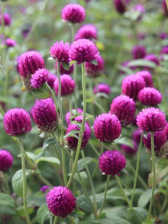 Hanım Düğmesi Çiçeği Tohumu Çiçek Tohumu 5 Tohum +Hediye Tohum - Resim 4