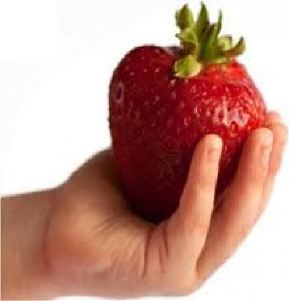 Süper Paket Dev Çilek Tohumu Yediveren Çillek 145 Tohum+Hediye To - Resim 4