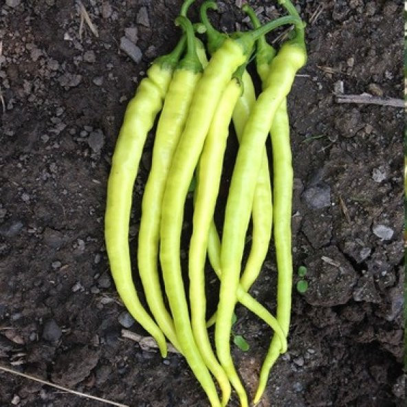 Süper Paket Sarı Sivri Çorbacı Tatlı Biber Tohumu 400 Tohum +Hedi ürün görseli 1