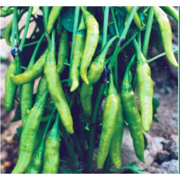 Süper paket Yeşil Cin Biber Tohumu 400 Tohum + Hediye Tohum - Resim 2