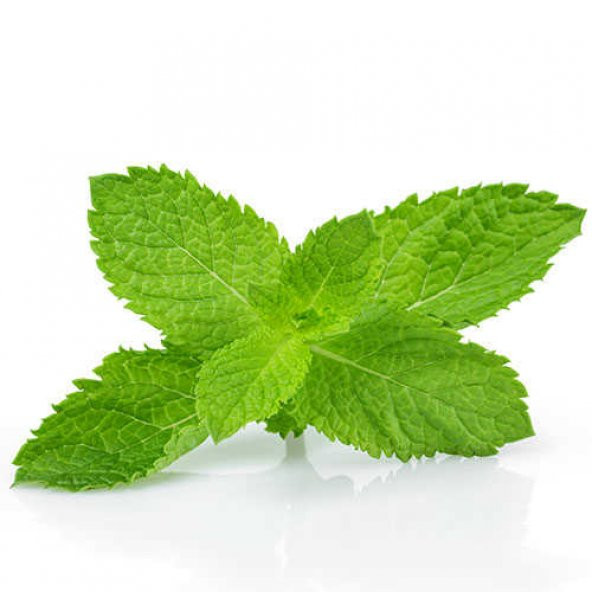 Süper Paket Yediveren İthalyan İthal Nane Tohumu 850 Tohum+Hediye - Resim 2