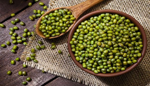 Eko Paket Fasulye Mung Bean Tohumu Fasulye Tohumu 40 Tohum+Hediye - Resim 2