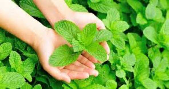 Süper Paket Yediveren İthalyan İthal Nane Tohumu 850 Tohum+Hediye - Resim 3