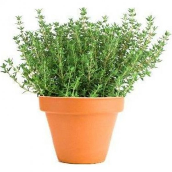 Süper Paket Yerli Aromatik Dağ Kekiği Tohumu 300 Tohum+Hediye Toh - Resim 2