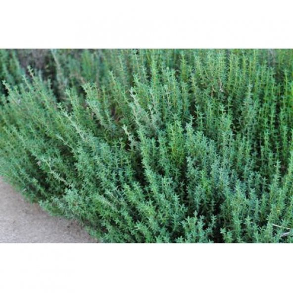 Süper Paket Yerli Aromatik Dağ Kekiği Tohumu 300 Tohum+Hediye Toh - Resim 3