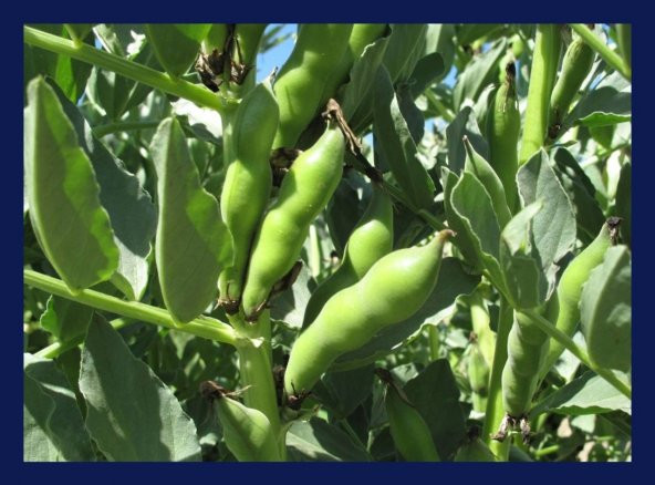 Süper Paket Yerli Sakız Bakla Tohum 150 Dev Tohum + Hediye Tohum - Resim 3