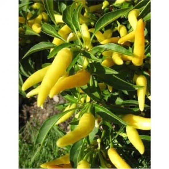 Eko Paket Golden Acı Cayenne Biber Tohumu 65 Tohum+Hediye Tohum - 3