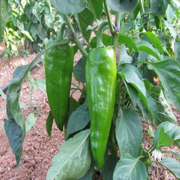 Süper Paket Pat Tatlı Yağlık Konservelik Biber Tohumu 400 Tohum + - Resim 2