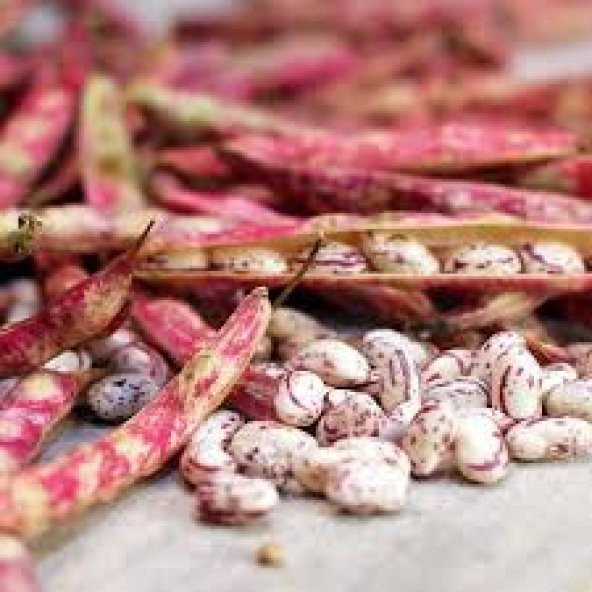 Süper Paket Çilli Ayşe Kadın Fasulye Tohumu 250 Tohum+Hediye Tohu - Resim 2