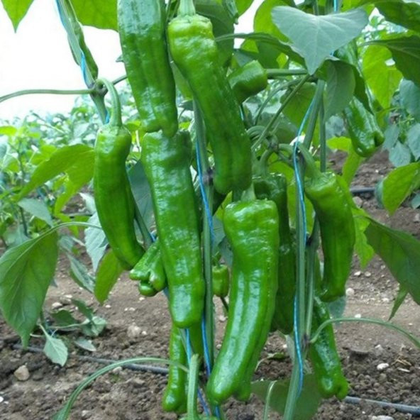 Süper Paket Pat Tatlı Yağlık Konservelik Biber Tohumu 400 Tohum + - Resim 3