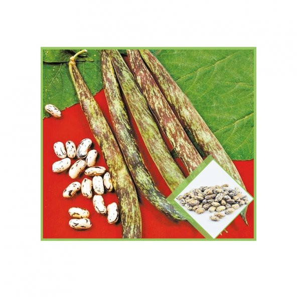 Süper Paket Çilli Ayşe Kadın Fasulye Tohumu 250 Tohum+Hediye Tohu - Resim 3