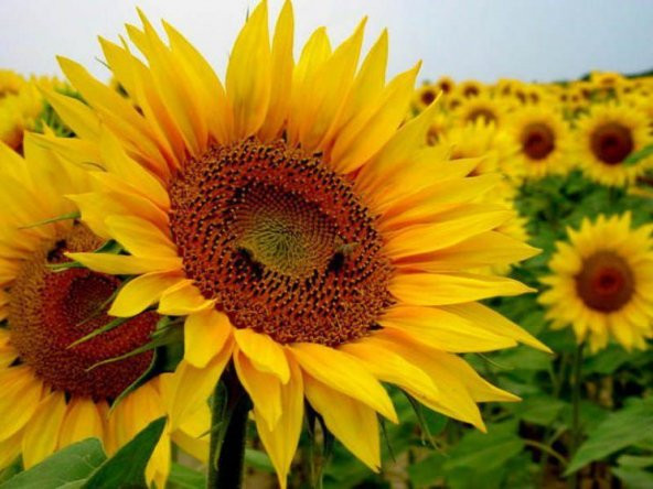 Eko Paket Ay Çekirdeği Çiğdem Güne Bakan Tohumu 100 Tohum+Hediye - Resim 2