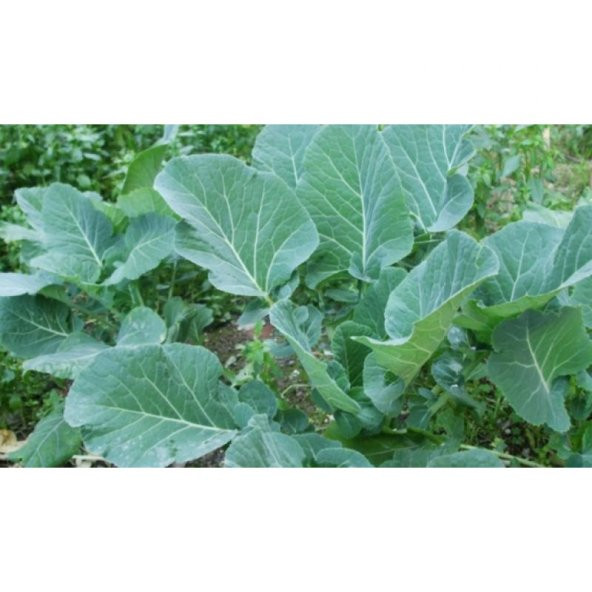 Süper Paket Yerli Karadeniz Kara Lahana Tohumu 700 Tohum+Hediye T - Resim 3