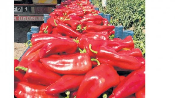 Eko Paket Kırmızı Közlemelik Kapya Biber Tohumu 150 Tohum+Hediye - 2