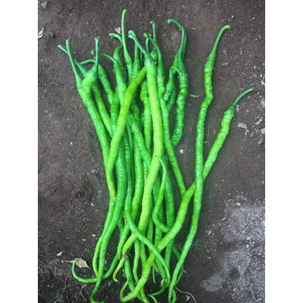 Süper Paket Sivri Acı Kıl Biber Tohumu 400 Tohum+ Hediye Tohum ürün görseli