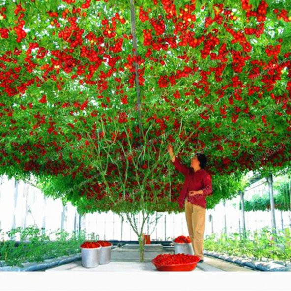 Süper paket İtalyan Domates Ağacı Tohumu 100 Tohum+Hediye Thoum ürün görseli