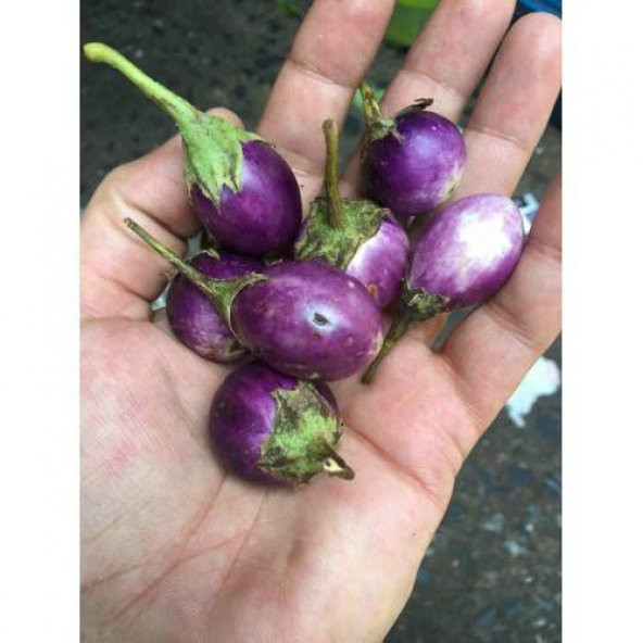 Eko Paket Mini Mor Patlıcan Tohum Thayland Patlıcanı 20 tohum+Hed ürün görseli 1