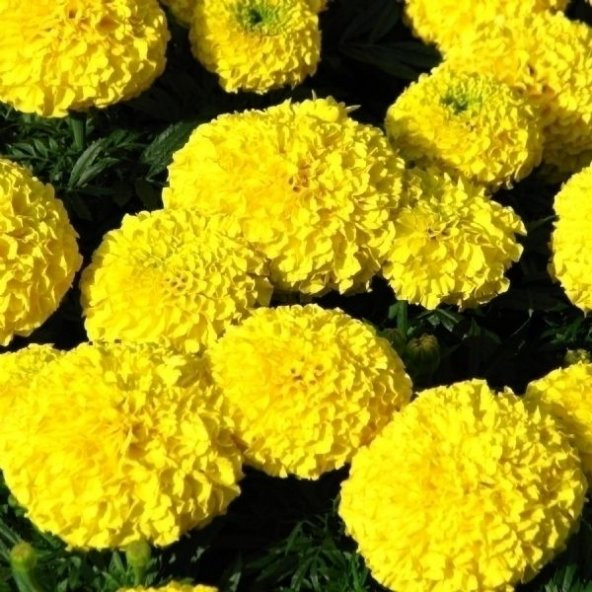 Bey Beni Beğendi Çiçeği Tohumu Çiçek Tohumu 5 Tohum+Saksı+Toprak+ - 2