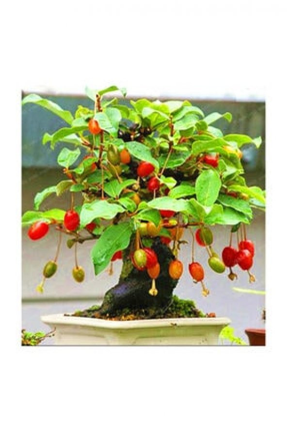 Bodur Bonsai Kızılcık Ağacı Tohumu 5 Tohum+Saksı+Toprak+Hediye To - 2