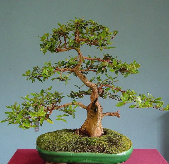 Bodur Bonsai Hambeles Ağacı Tohumu 5 Tohum +Saksı+Toprak+Hediye T