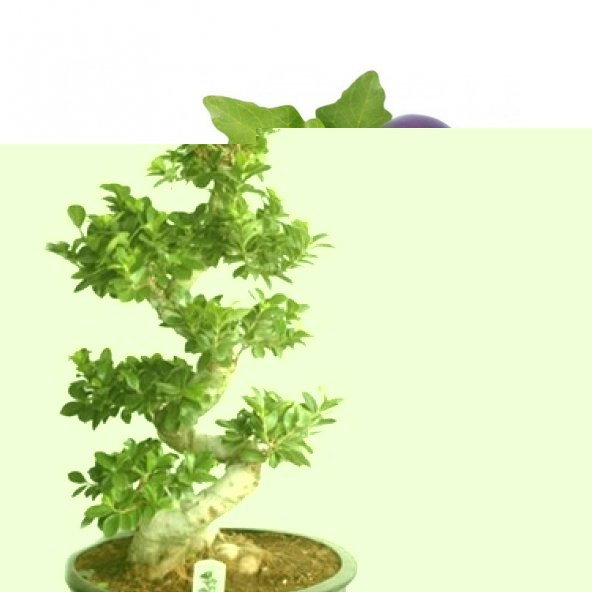 Bostan Seti Domates+Çengelköy Salatalık+Kemer Patlıcan Tohumu - Resim 2