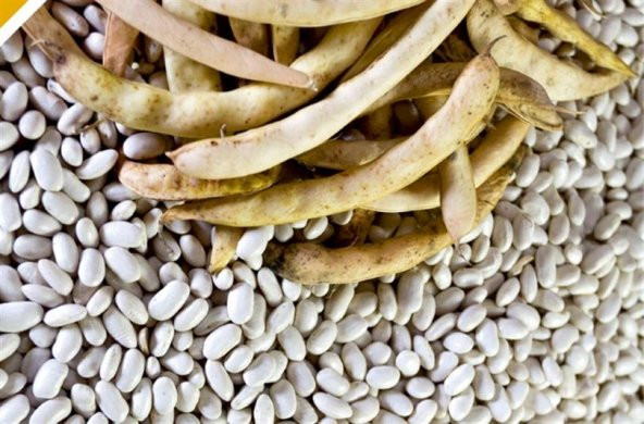 Eko Paket Beyaz Fasulye Tohumu Kuru Fasulye Tohumu 100Tohum+Hediy - Resim 3