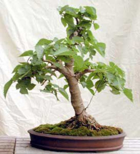 Bodur Beyaz Dut Bonsai Ağacı Tohumu 5 Tohum +Saksı+Toprak+Hediye - Resim 2