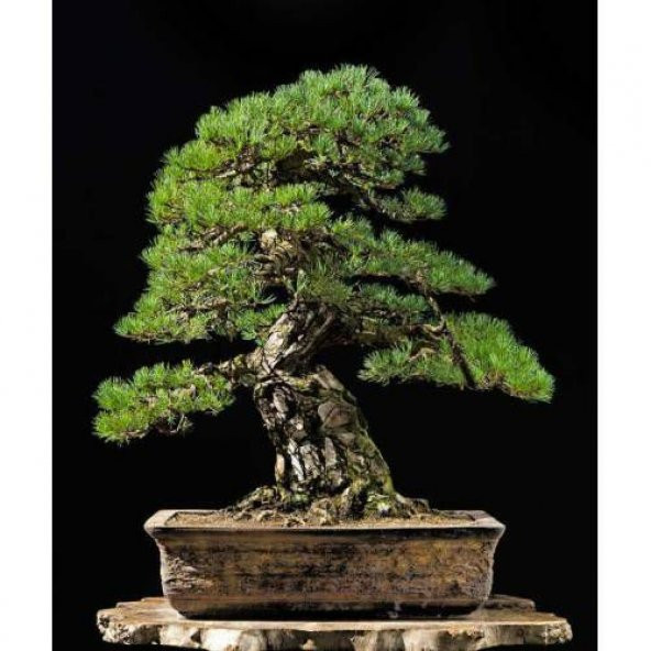 Bonsai Fıstık Çamı Ağacı Fıstık Çamı Tohum 5 Tohum +Saksı+Toprak+ - 3