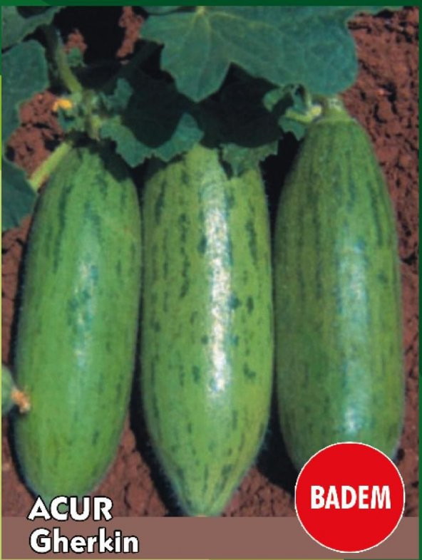 Eko Paket 5 Farklı Salatalık Tohumu + Hediye Tohum - Resim 3